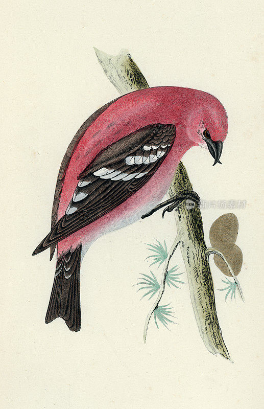 双杆叉嘴鸟或白翅叉嘴鸟,Loxia leucoptera,雀鸟科的一种小雀鸟,野生动物艺术绘画,维多利亚19世纪